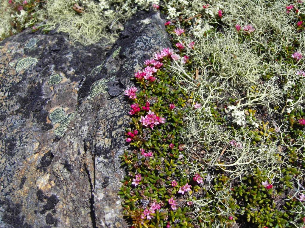 Lokken Fjellgard Villa Folldal Buitenkant foto