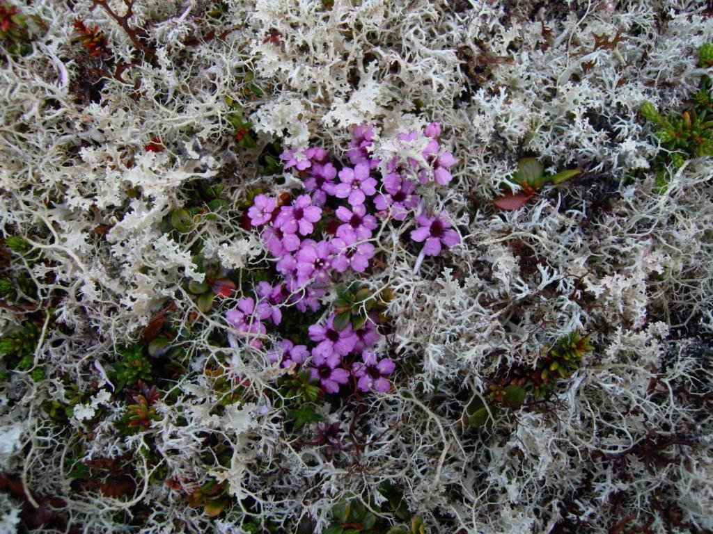 Lokken Fjellgard Villa Folldal Buitenkant foto